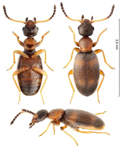 Réf. 329 072 : Microhoria fasciata